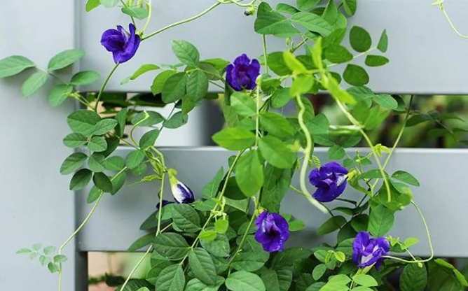 Công dụng từ hoa đậu biếc cho sức khỏe